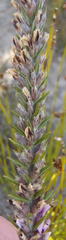 Amphithalea ericifolia ericifolia