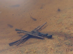 Anabolia