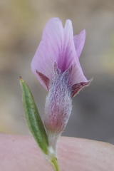 Amphithalea ericifolia ericifolia