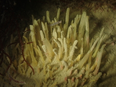 Polymastia penicillus