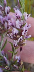Amphithalea ericifolia ericifolia