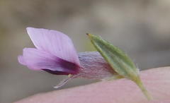 Amphithalea ericifolia ericifolia