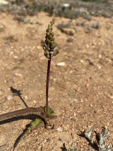 Image of Lachenalia hirta by (c) Matt Berger, some rights reserved (CC BY)