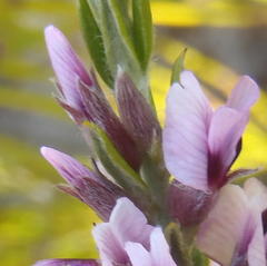 Amphithalea ericifolia ericifolia