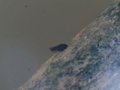 Bufo bufo