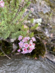 Verticordia plumosa