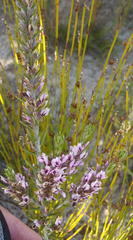 Amphithalea ericifolia ericifolia