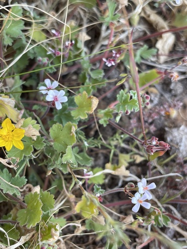 Pelargonium nanum, photograph 5