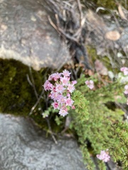 Verticordia plumosa