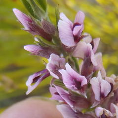 Amphithalea ericifolia ericifolia
