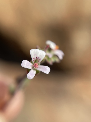 Pelargonium nanum, photograph 6
