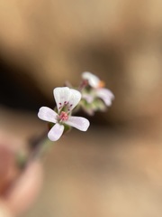 Pelargonium nanum