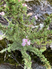 Verticordia plumosa