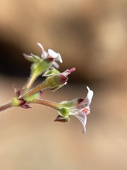 Pelargonium nanum