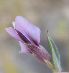 Amphithalea ericifolia ericifolia