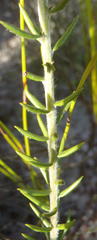 Amphithalea ericifolia ericifolia