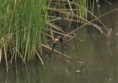 Petrochelidon spilodera