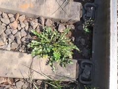 Taraxacum officinale