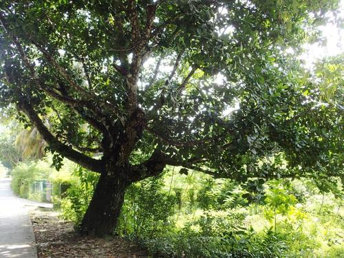 Calophyllum image