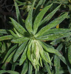 Lobostemon belliformis