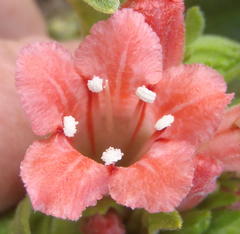 Lobostemon belliformis