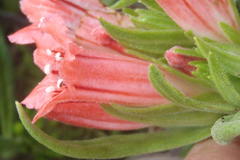 Lobostemon belliformis