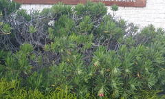 Lobostemon belliformis