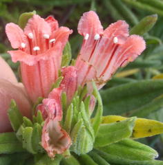 Lobostemon belliformis