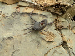 Hottentotta gentili