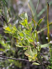 Adenanthos cuneatus