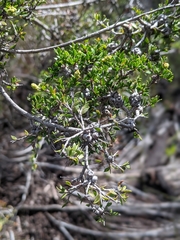 Melaleuca thymoides
