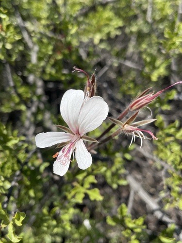 Pelargonium barklyi, photograph 6