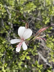 Pelargonium barklyi