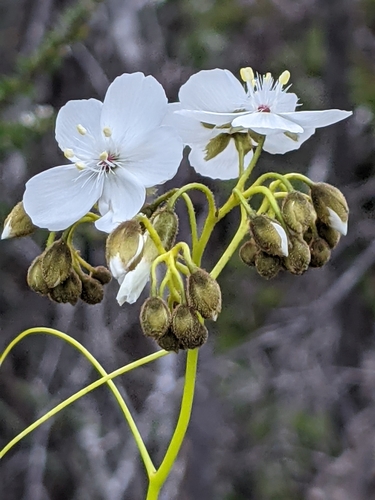 Drosera erythrogyne N.Marchant & Lowrie