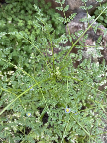 Image of Conium Sphaerocarpum (Conium sphaerocarpum) by (c) Matt Berger, some rights reserved (CC BY)