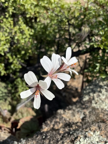 Pelargonium barklyi, photograph 3