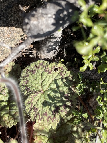 Pelargonium barklyi, photograph 4