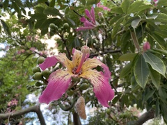 Ceiba speciosa