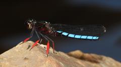 Platycypha caligata caligata