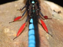 Platycypha caligata caligata