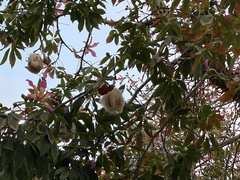 Ceiba speciosa