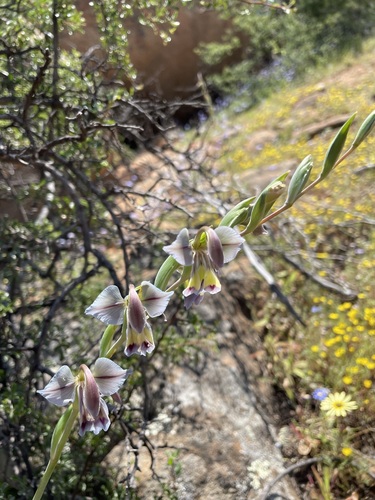 Image of Gladiolus orchidiflorus by (c) Matt Berger, some rights reserved (CC BY)