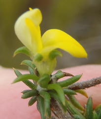 Aspalathus crassisepala