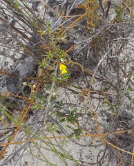 Aspalathus crassisepala