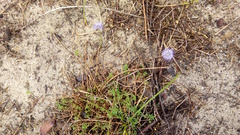 Jasione maritima