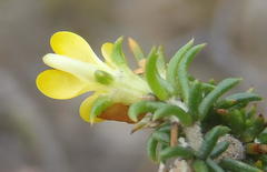 Aspalathus crassisepala