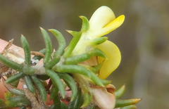 Aspalathus crassisepala