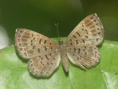 Adelotypa leucocyana