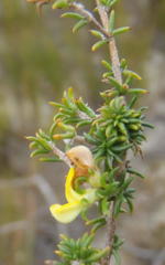 Aspalathus crassisepala