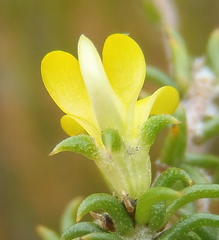 Aspalathus crassisepala